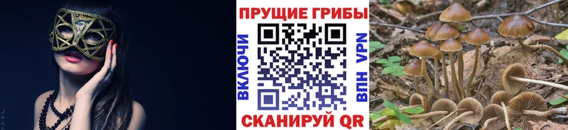 omg рабочий сайт  Гай  Псилоцибиновые грибы Psilocybine cubensis 